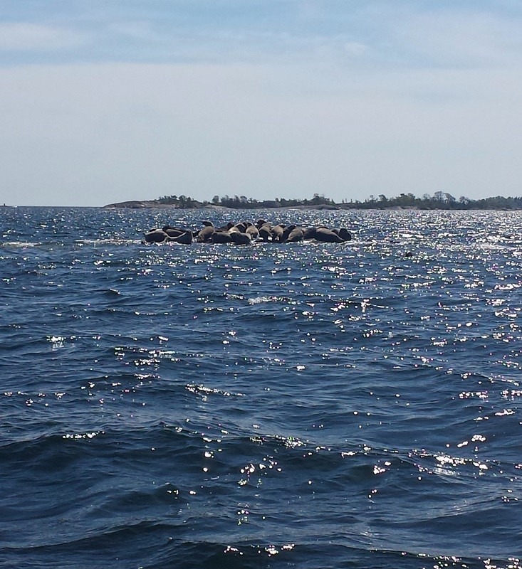 Seals on a little archipelago near Stockholm #outthere #carrerasun