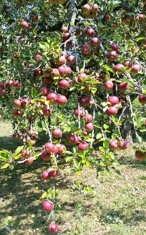 Voller Apfelbaum - Apfelernte - Gruesse aus der Kindheit