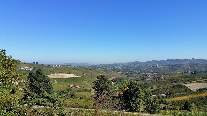 Weingegend bei Barolo im Piemont