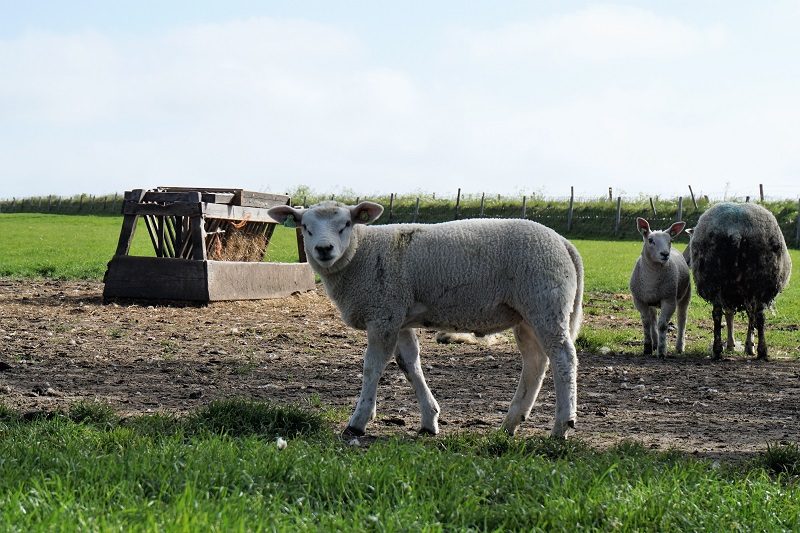 Schafe auf Texel