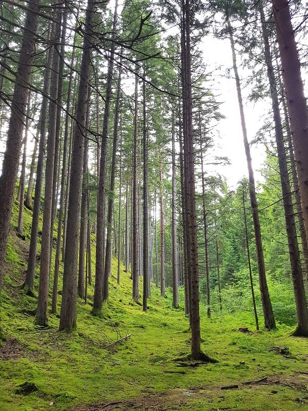 Wald im Slow Trail Zwergsee in Kärnten