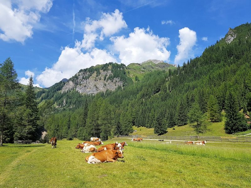 Almenwanderweg im Riedingtal - Salzburger - Lungau - Kühe