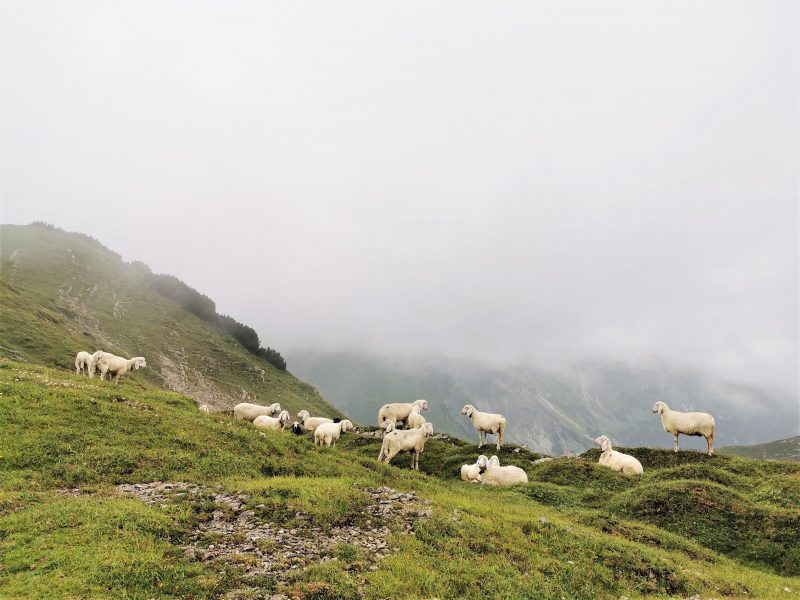 Schafe kurz vor der Landsberger Hütte auf Etappe 2 - Grenzgänger