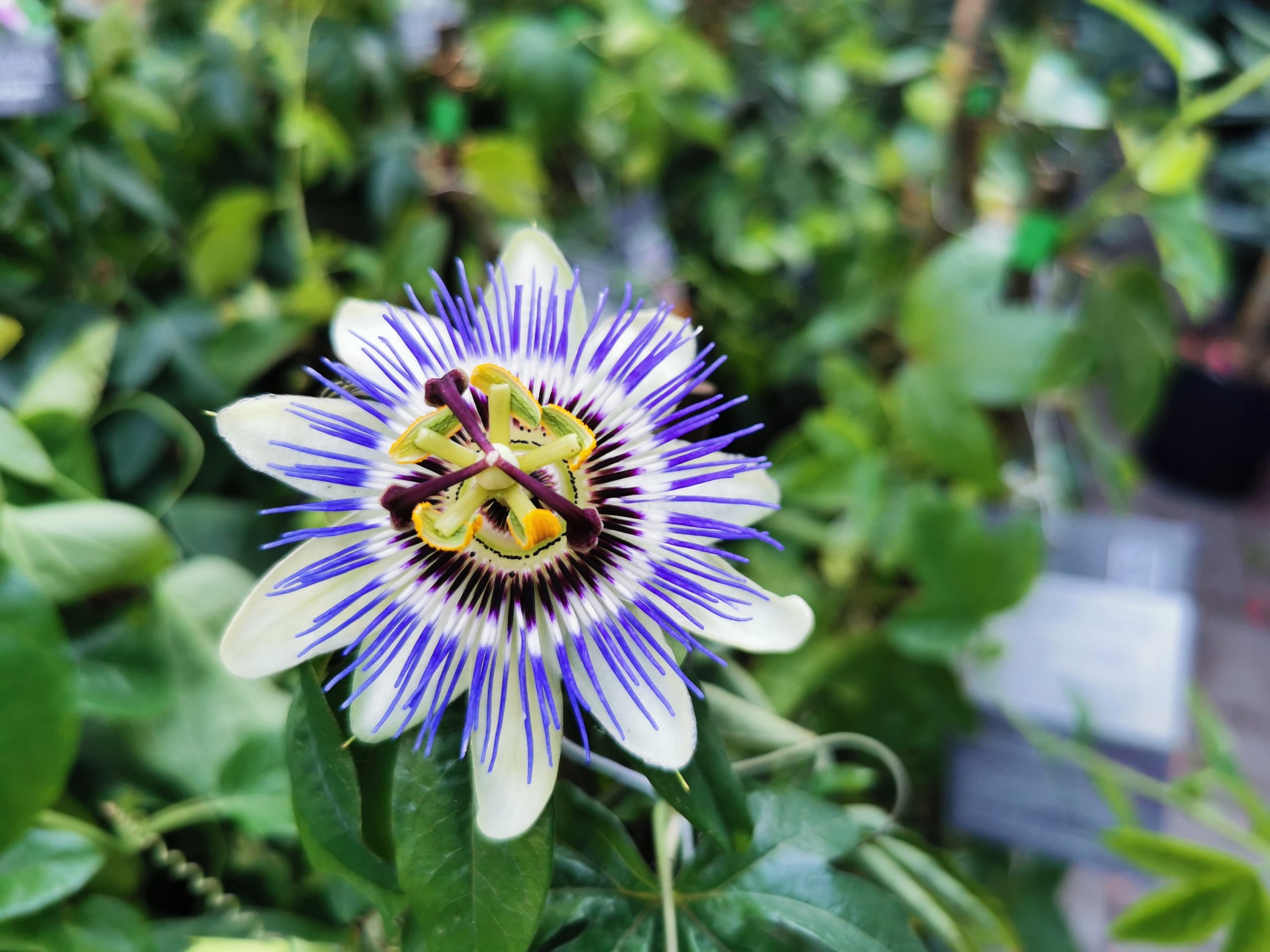 Blaue Passionsblume in der Fränkischen Toskana in Wiesentheid