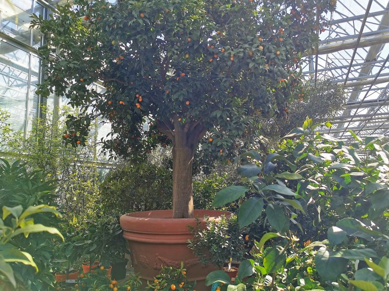 Großer Kumquat Baum in der Fränkischen Toskana in Wiesentheid