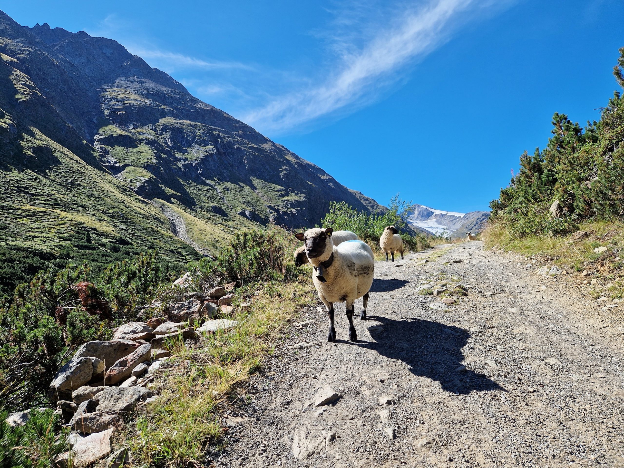 Schafe auf dem Weg zur Ötzi-Fundstelle bzw. Similaunhütte