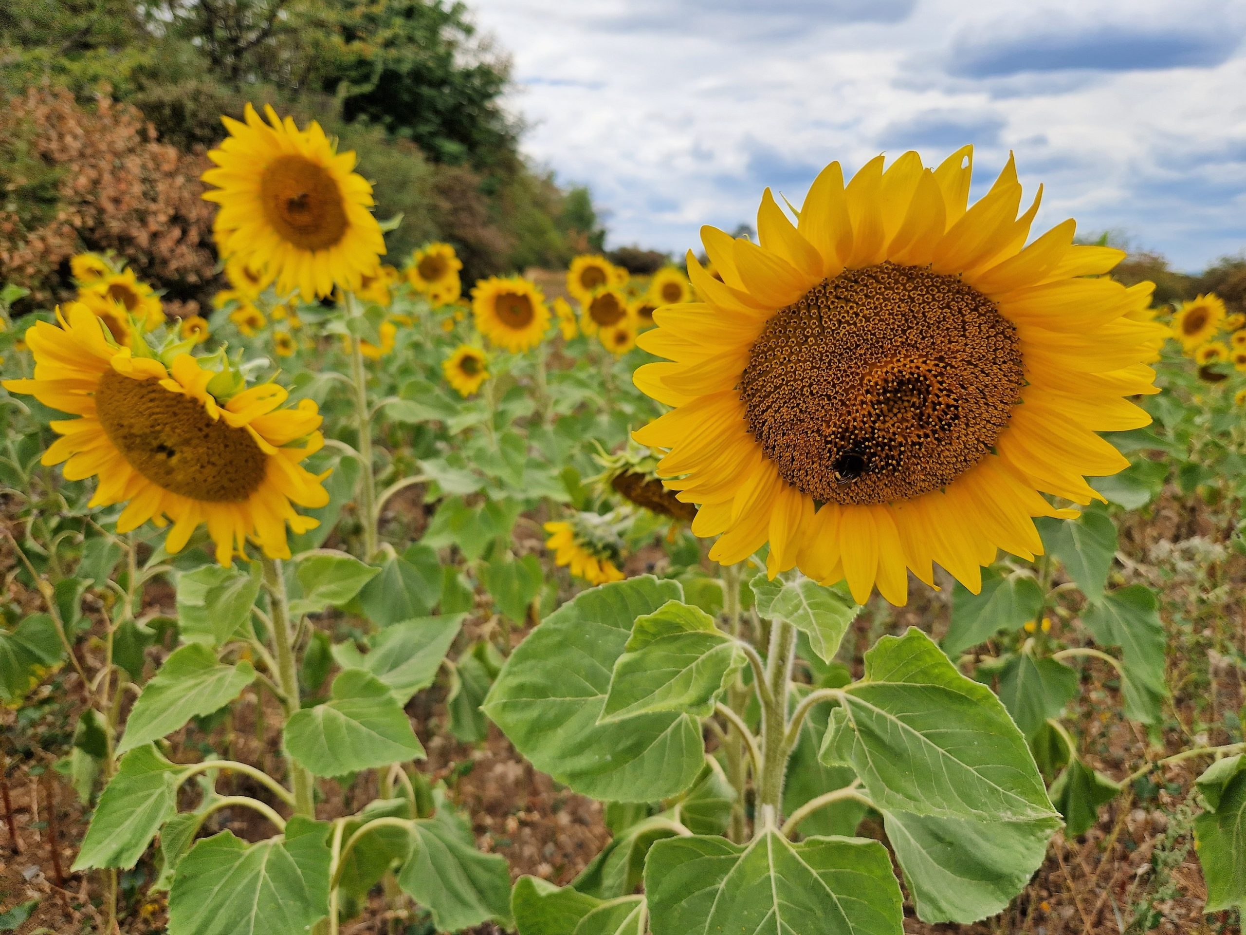 Sonnenblumen auf der Tour Extratour Strahlungen in der Rhön