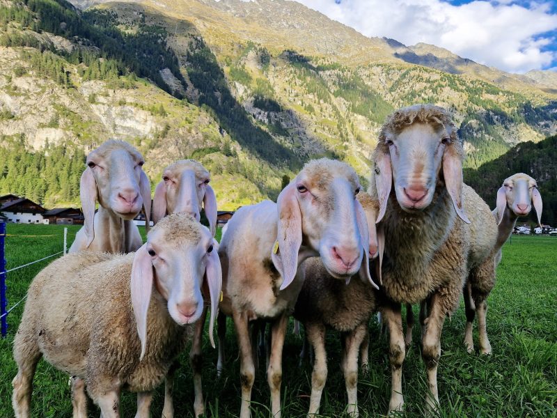 Neugierige Schafe im Ötztal bei Huben
