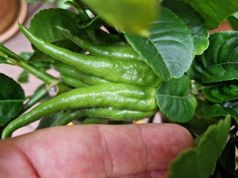 Grüne Frucht von Beppe - Buddhas-Hand
