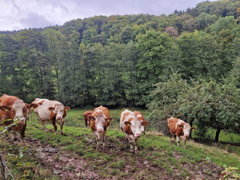 Kühe unterwegs von Birx nach Gersfeld
