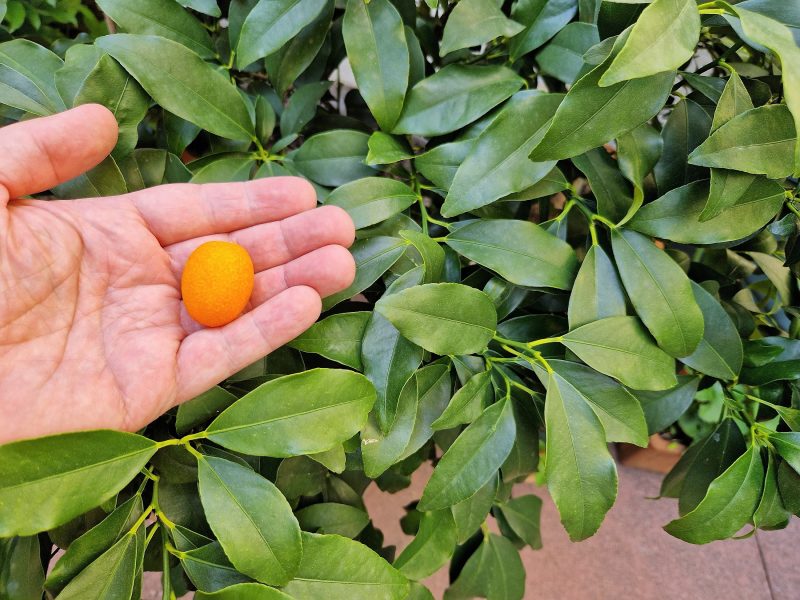 Kummi - Kumquat-Baum mit Frucht