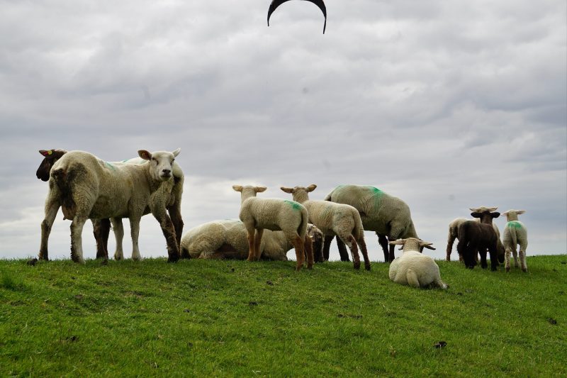 Schafe schauen einem Kitesurfer zu