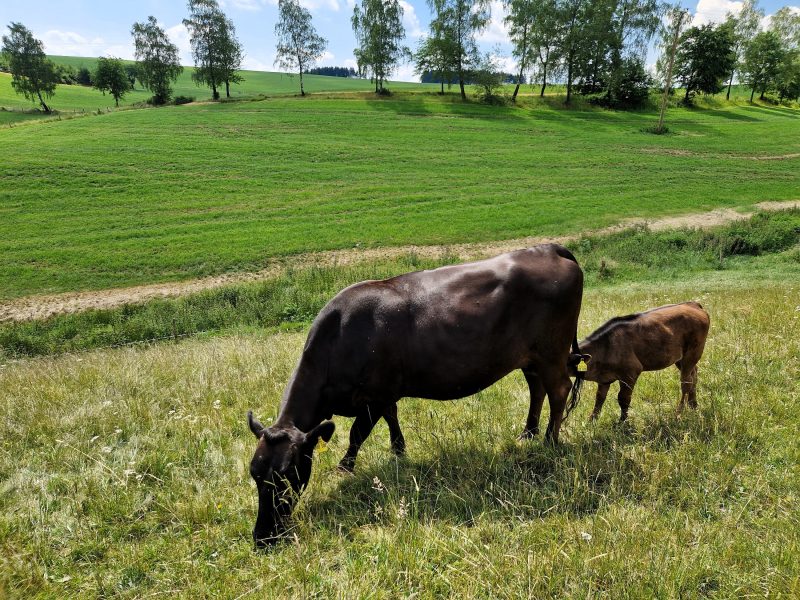 Die Oesterberger Qualitäts Wagyu Rinder auf der Weide