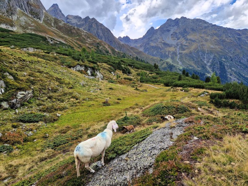 Schafe auf dem Weg vom Hahlkogel zurück ins Tal über Huben im Ötztal