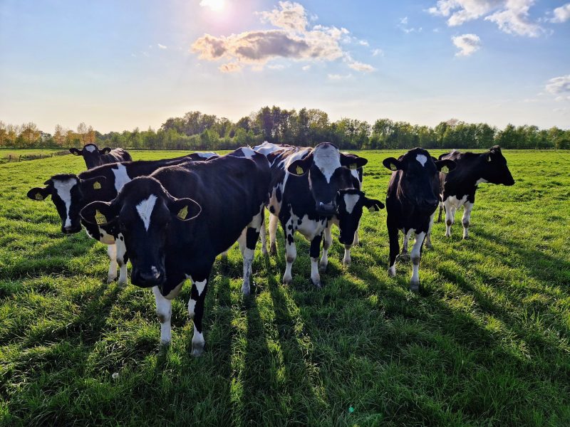 Kühe auf dem Feld im Sonnenuntergang