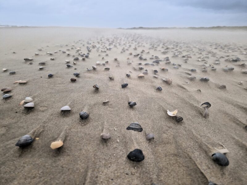 Muscheln am Strand von Texel im Oktober 2023