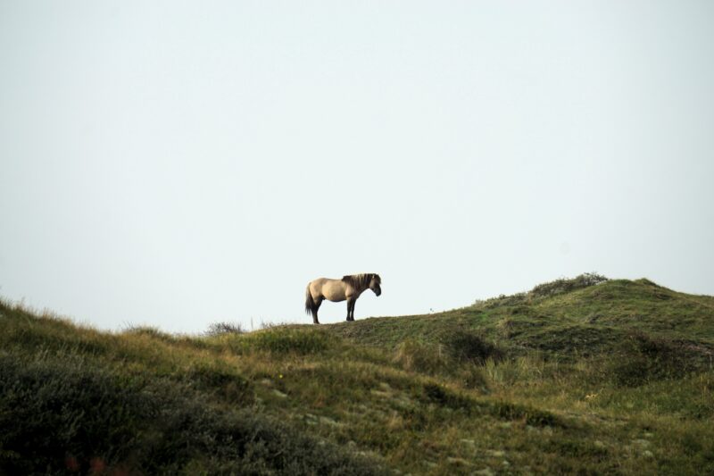 Wildes Pferd auf der Insel Texel