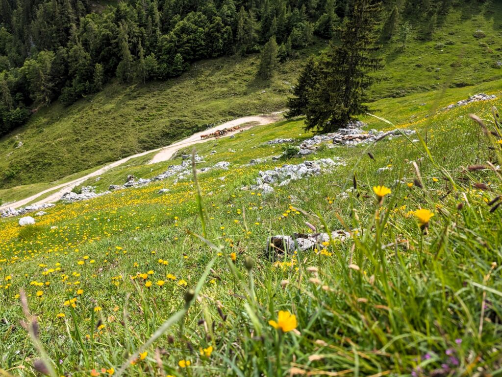 KAT-Walk Alpin - Almwiese auf Etappe 6