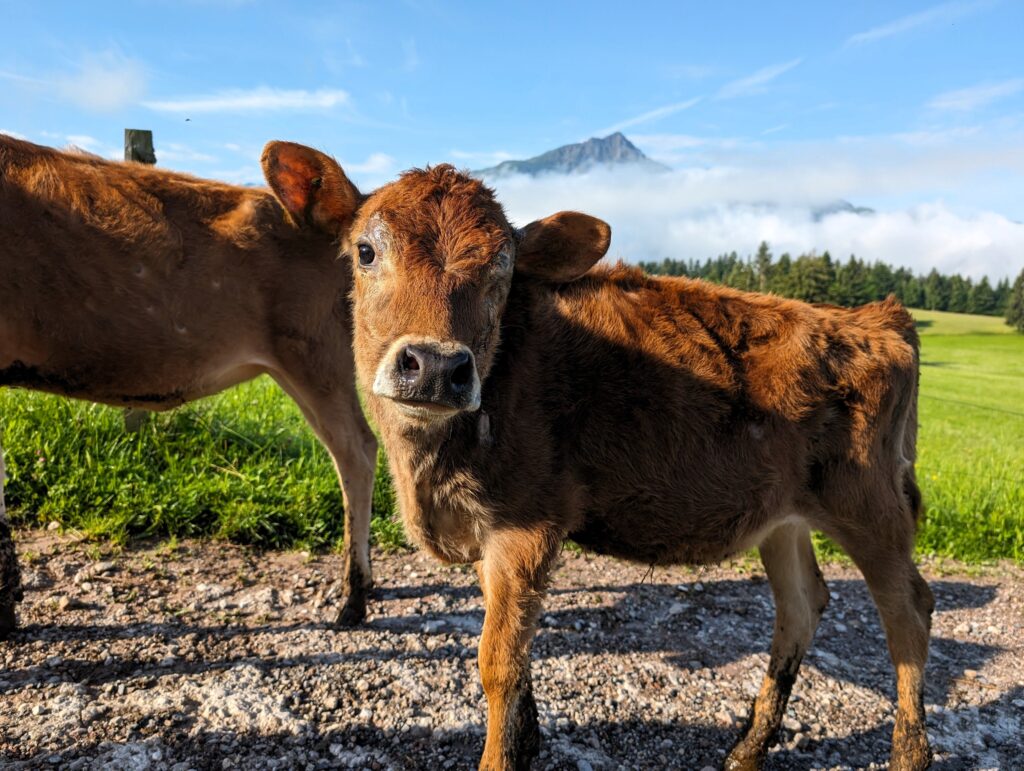 KAT-Walk Alpin - Kühe auf Etappe 6