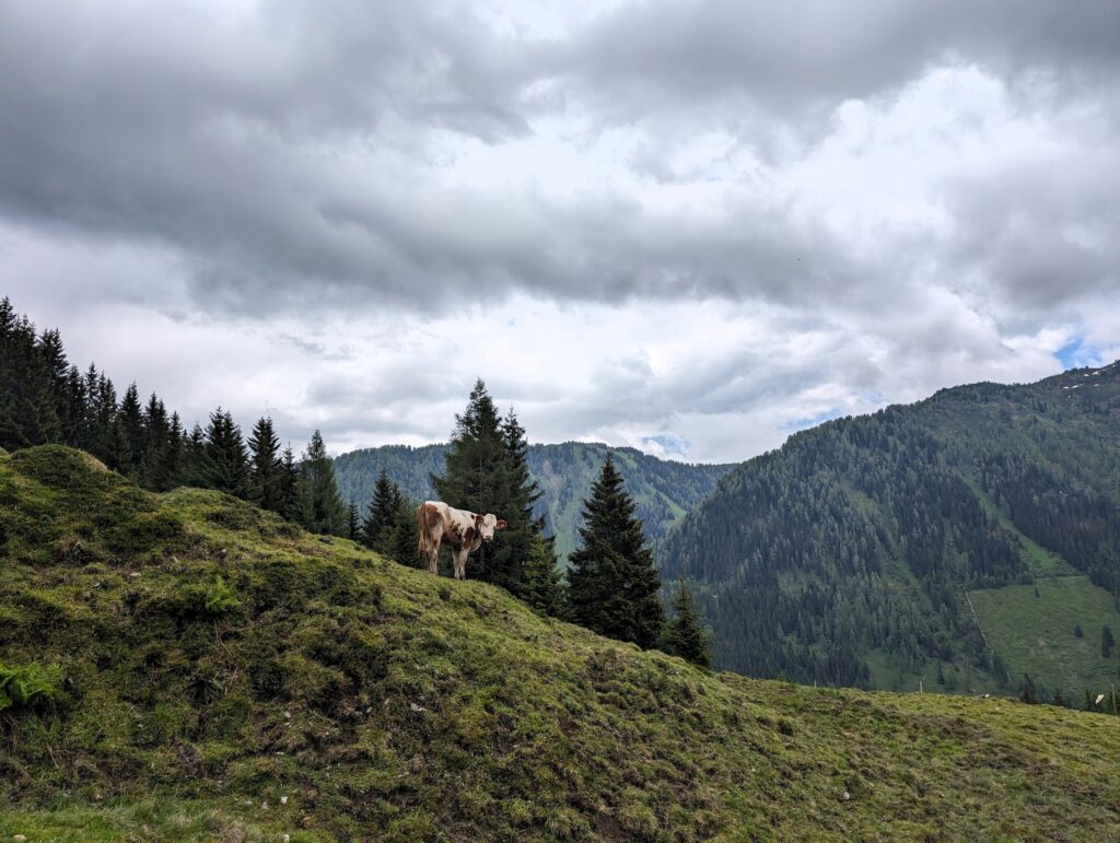 KAT-Walk Alpin Kuh auf der Etappe 3