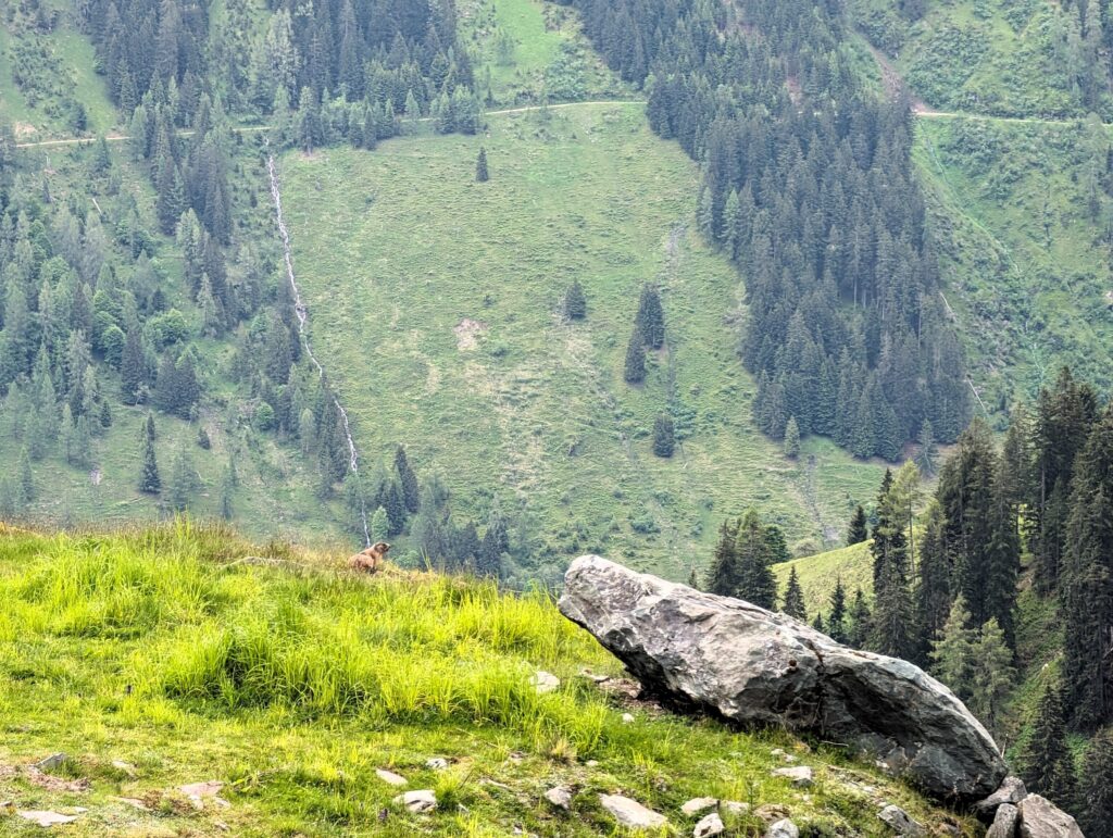 KAT-Walk Alpin Murmeltier auf der Etappe 3