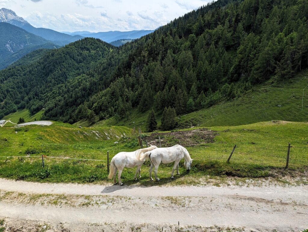 KAT-Walk Alpin - Pferde auf Etappe 6