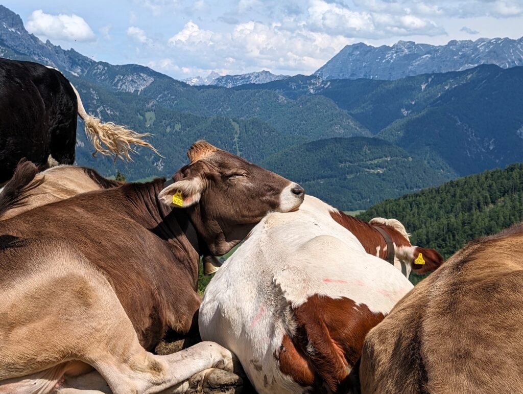 KAT-Walk Alpin - müde Kühe auf Etappe 6