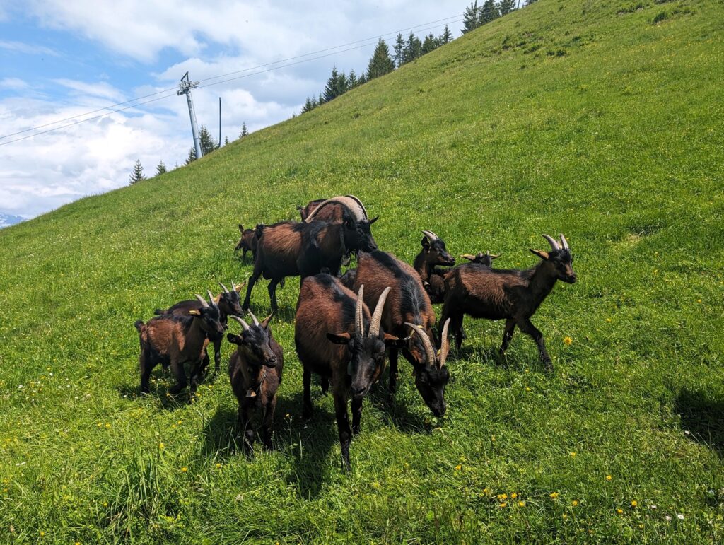 KAT-Walk Alpin Ziegen auf Etappe 5