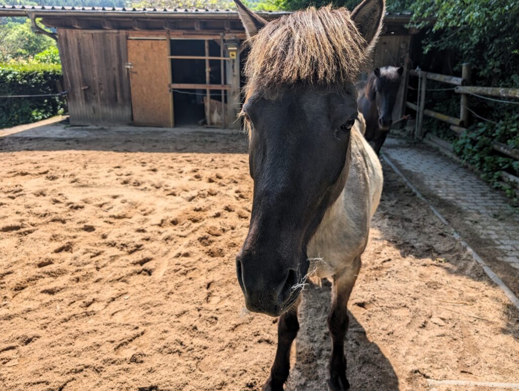 Die neue Extratour „Der Willmaser“ - Pferd