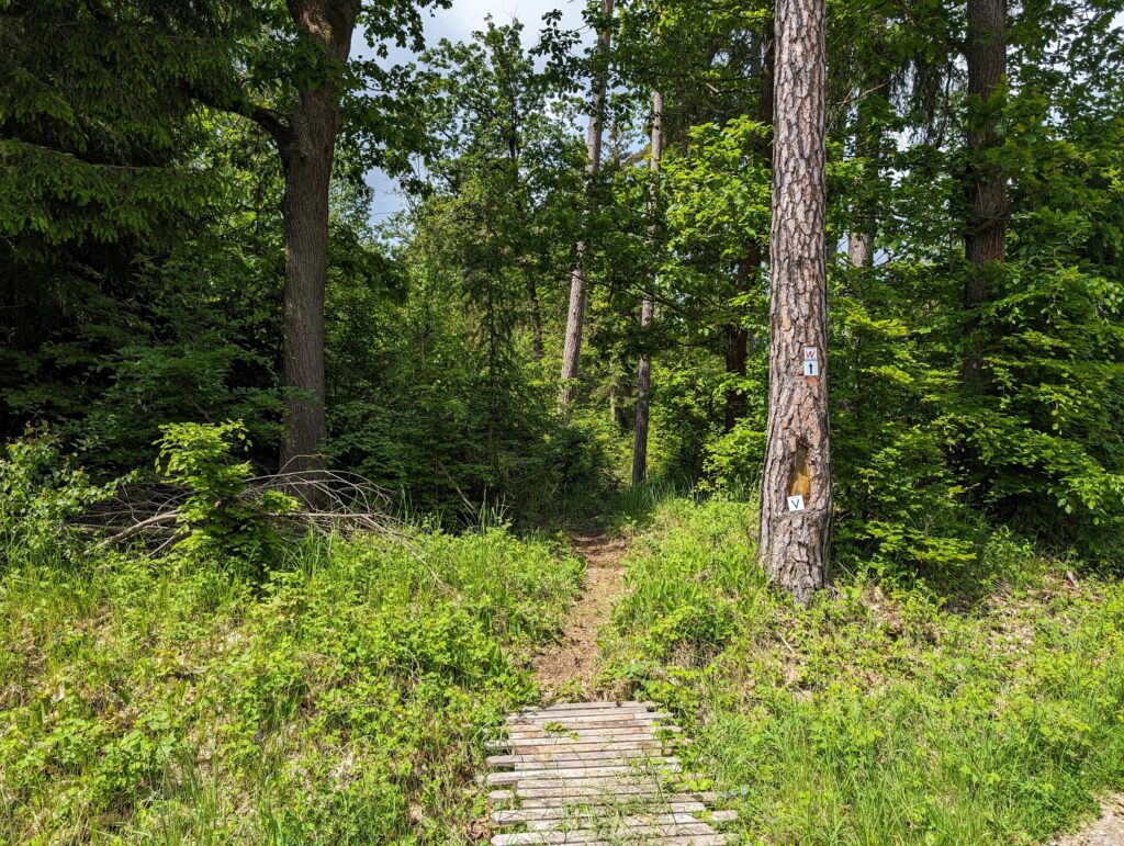 Die neue Extratour „Der Willmaser“ - Weg in den Wald