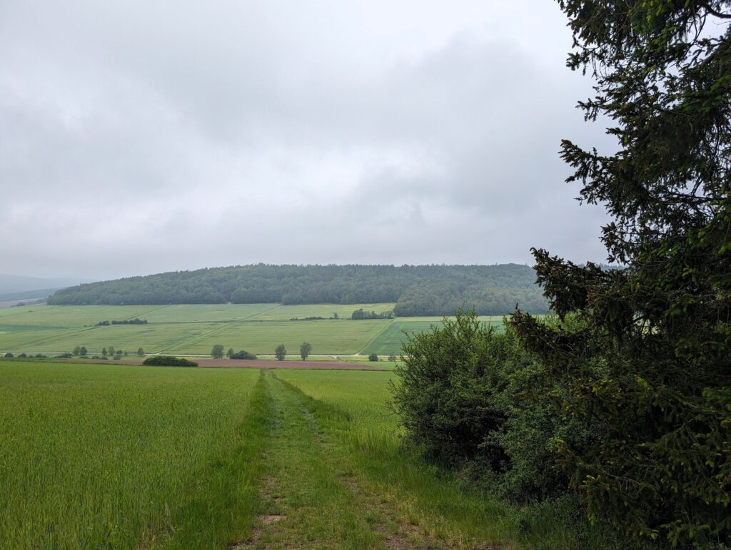 Extratour „Der Willmaser“ - Weg im Wald