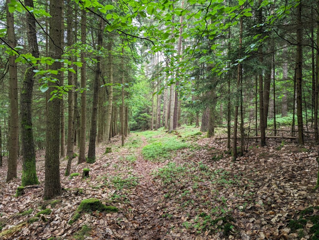 Extratour „Der Willmaser“ - Weg im Wald