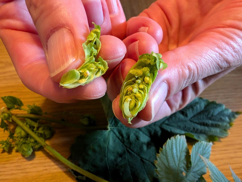 Hopfen bei der Brauereiführung im Bürgerbräu Hersbruck im Rahmen der Hopfenwochen im Nürnberger Land