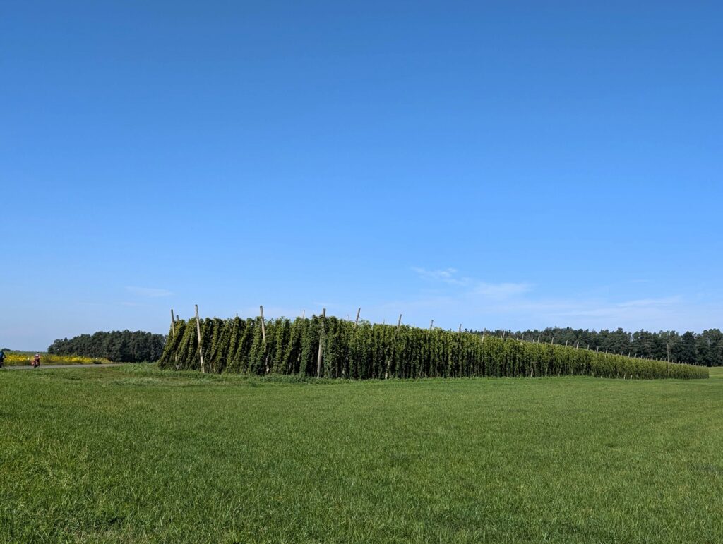 Hopfenfeld im Nürnberger Land