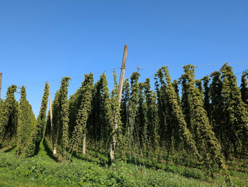 Hopfenfelder auf der Hopfenradtour im Nürnberger Land