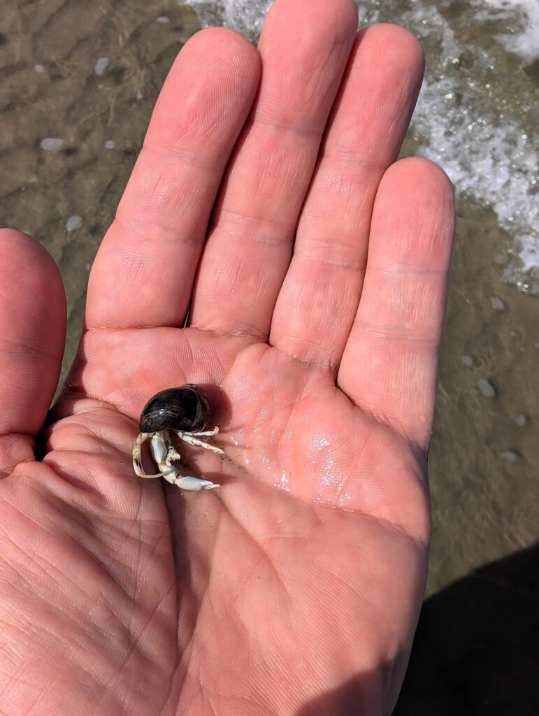 Kleine Krabbe am Strand von Texel