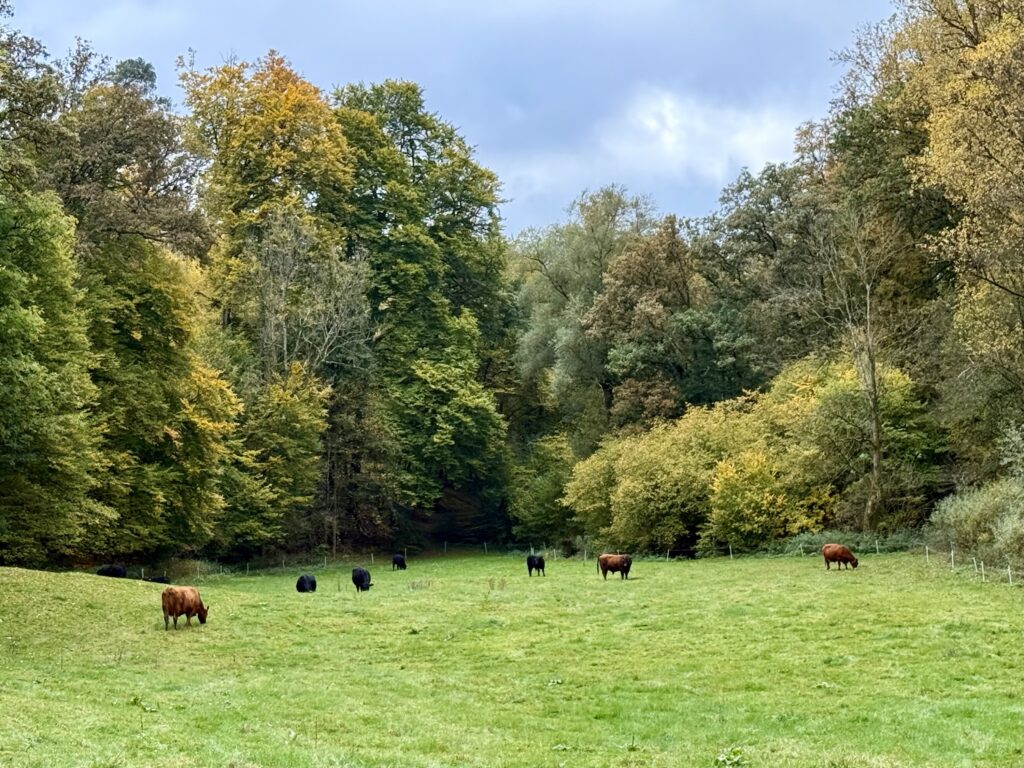 Rinder auf dem 3-Tälerweg im Schweinfurter Oberland