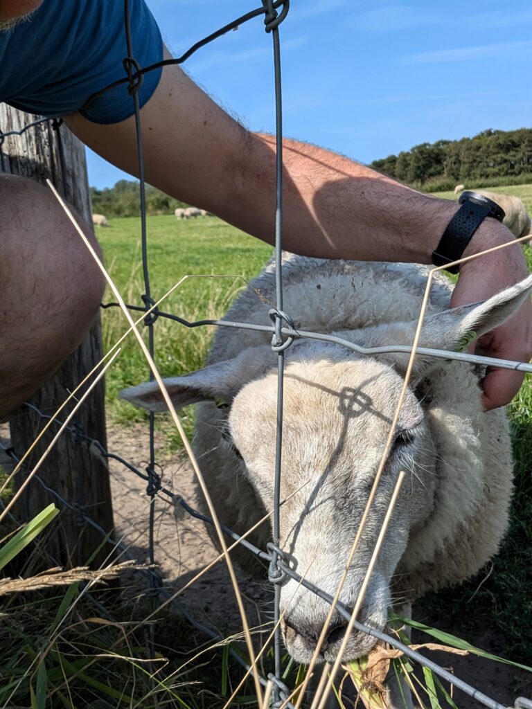 Schafe knuddeln auf Texel