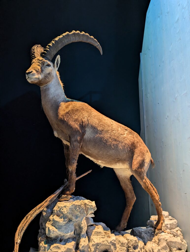 Steinbock im Haus der Berge in Berchtesgaden