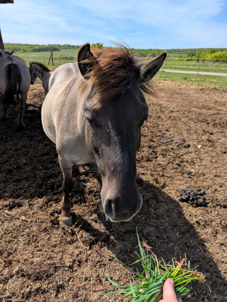 Pferd auf der Runde um den Brönnhof bei Zell
