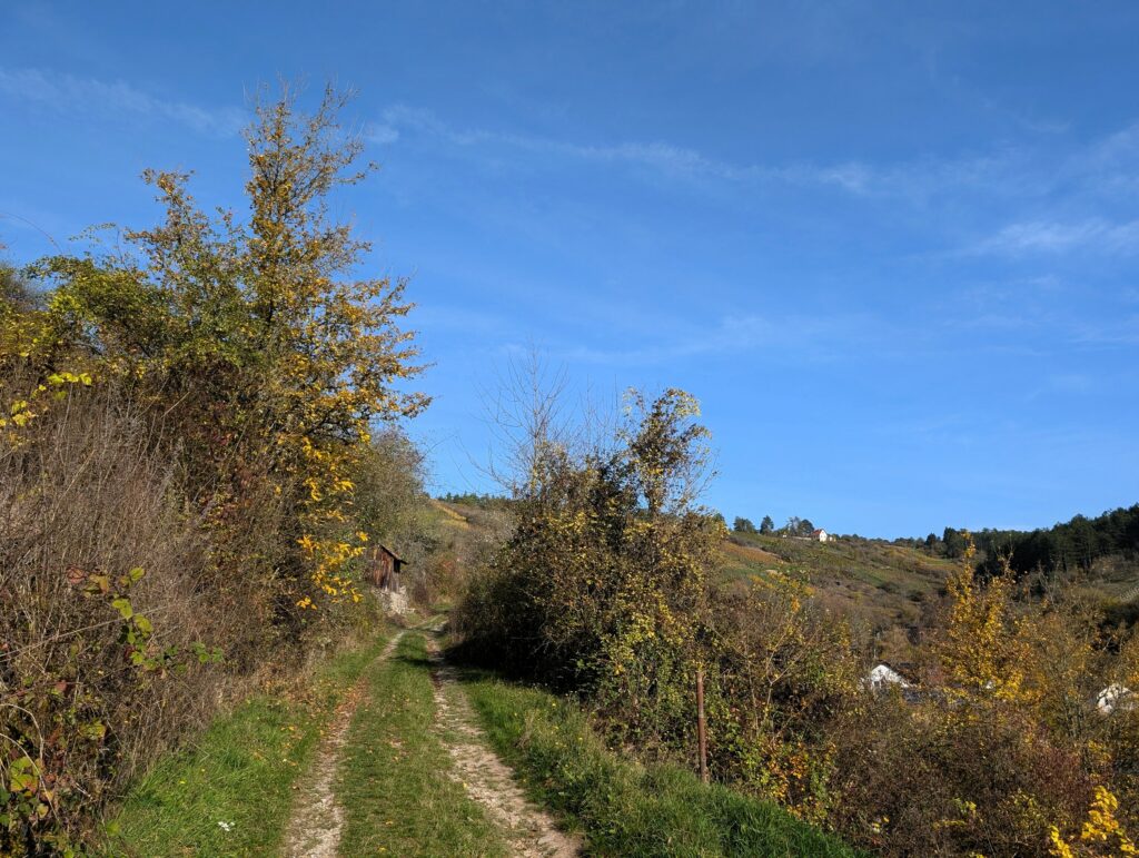 Weg auf der Herbstwanderung Wein, Wald und Wild Runde beim Hammelburg