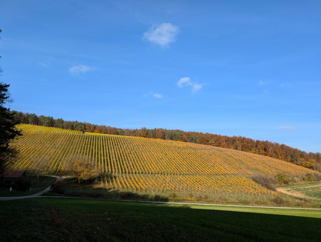 Weinberge auf der Wanderung Wein, Wald und Wild Runde beim Hammelburg