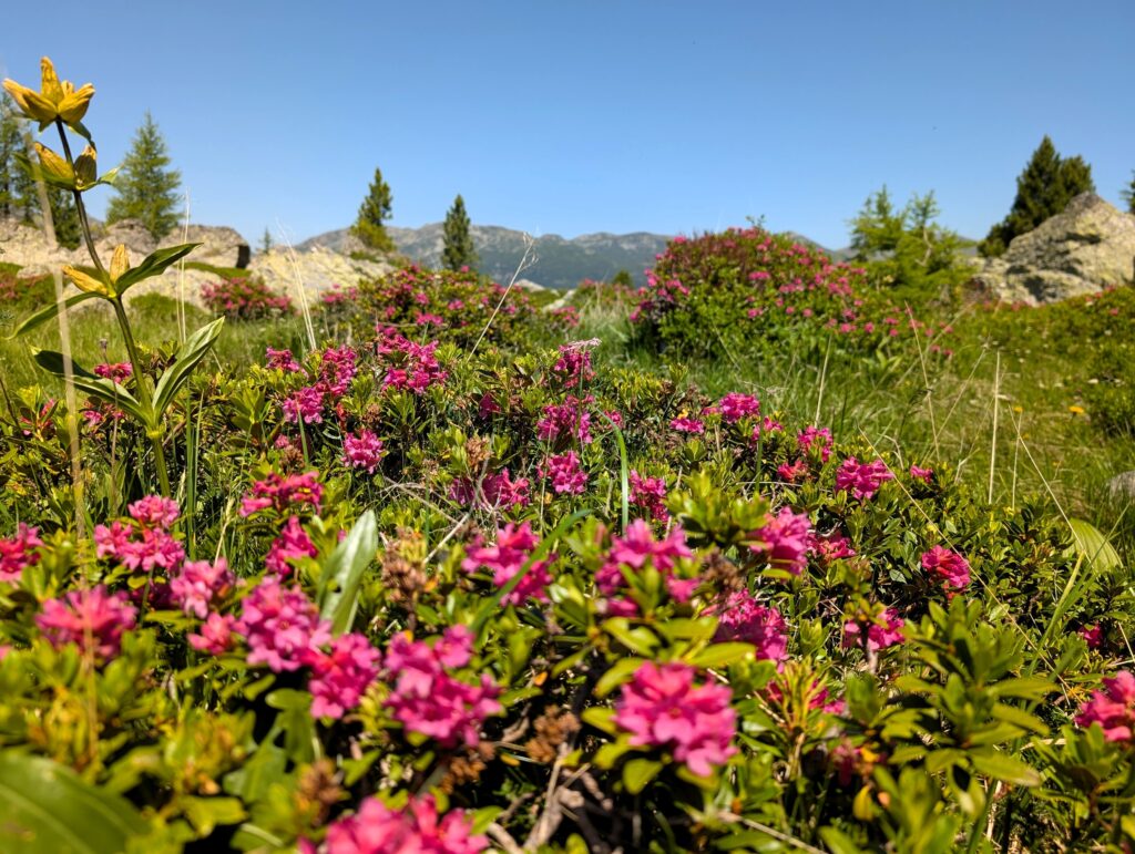 Nockberge-Trail Etappe 4 von der Turracher Höhe zum Falkertsee - Almblüte