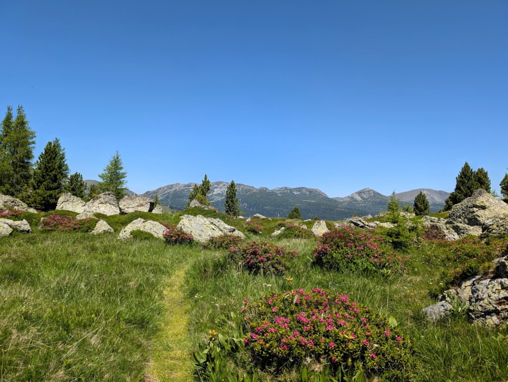 Nockberge-Trail Etappe 4 von der Turracher Höhe zum Falkertsee - Almrausch