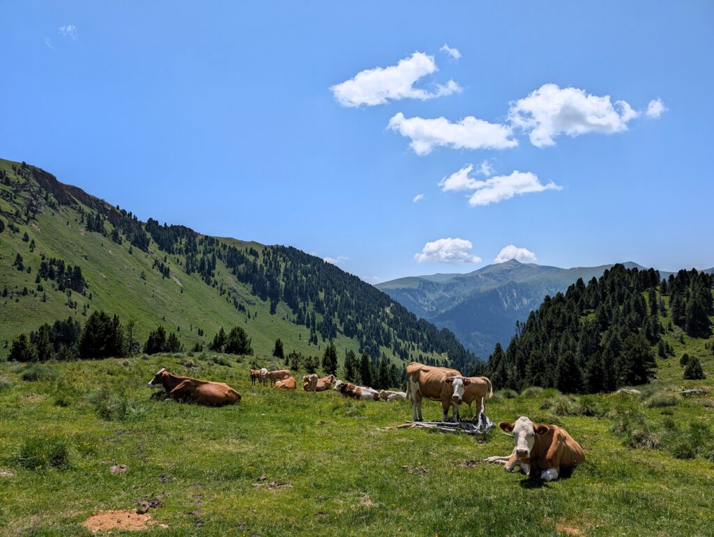 Nockberge-Trail Etappe 4 von der Turracher Höhe zum Falkertsee - Kühe auf dem Weg