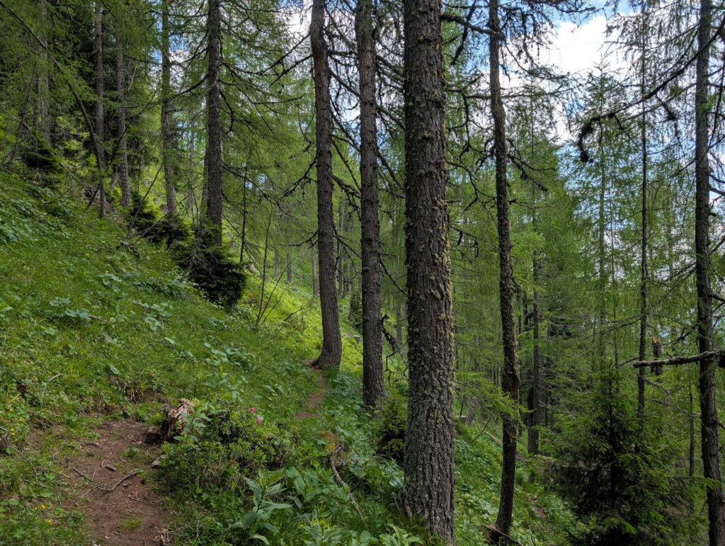 Nockberge-Trail Etappe 6 vom Bad Kleinkirchheim Zirkitzen zum Erlacherhaus - Hoher Schartenweg