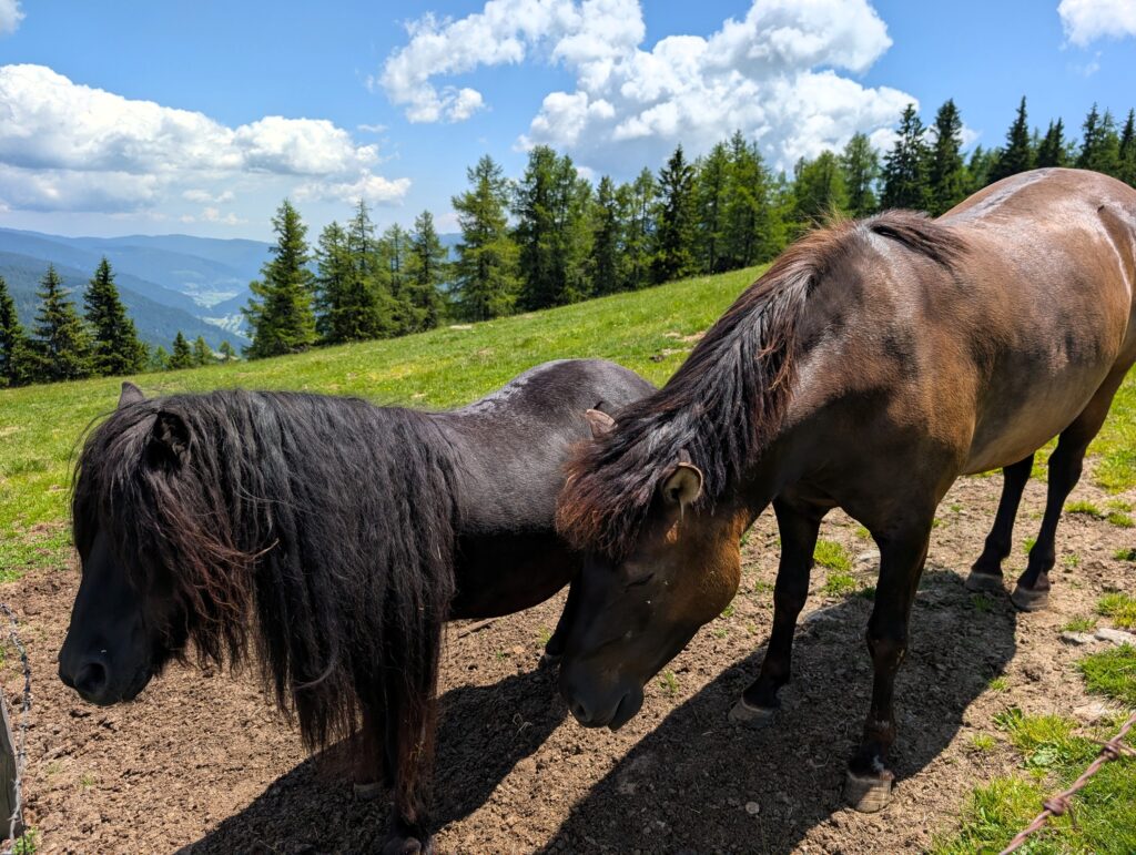 Nockberge-Trail Etappe 6 vom Bad Kleinkirchheim Zirkitzen zum Erlacherhaus - Pferde