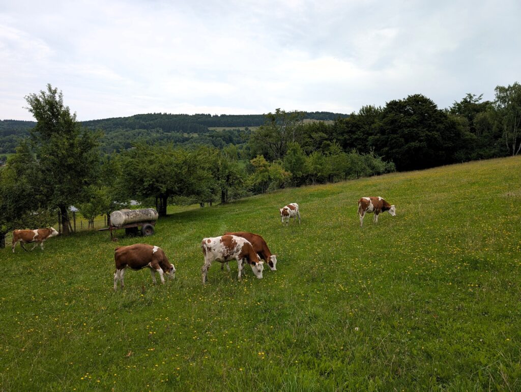 Kühe auf der Extratour Gersfeld