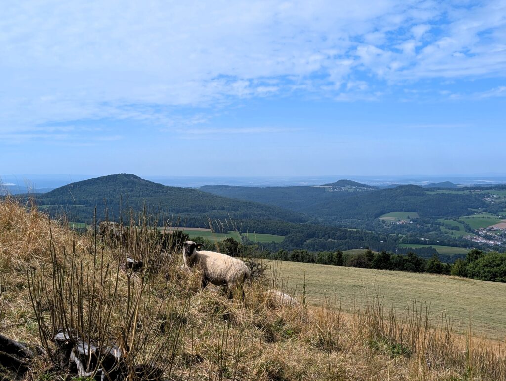 Rhönschafe auf der Extratour Gersfeld
