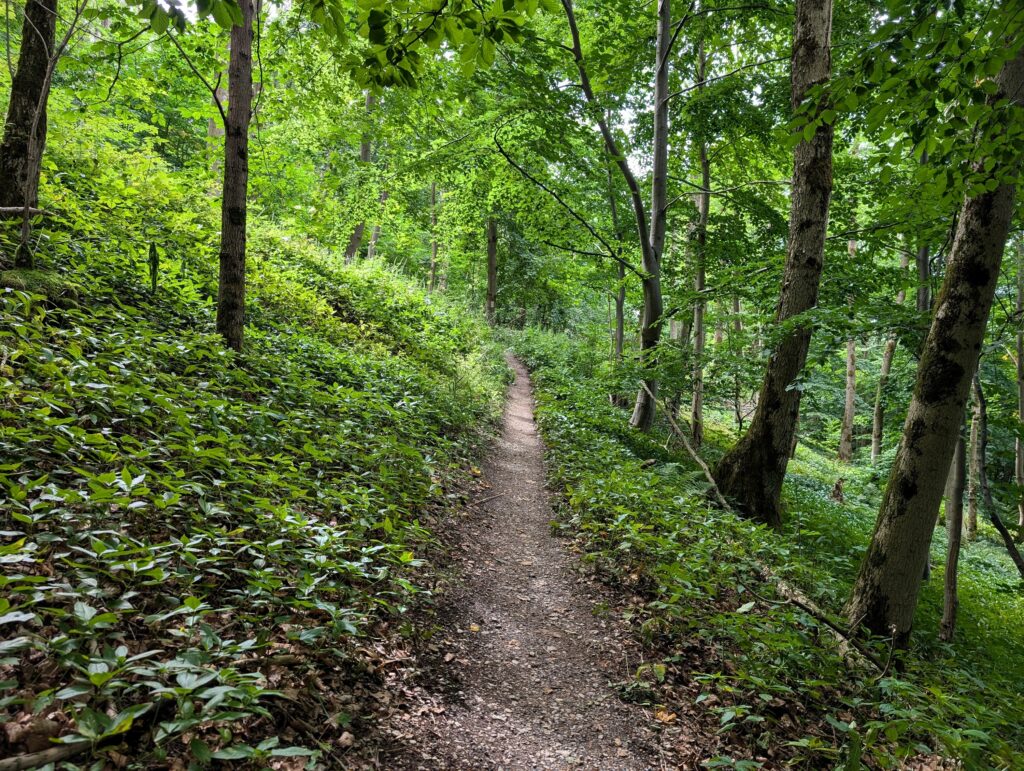 Waldweg auf der Extratour Gersfeld
